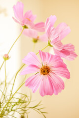 Cosmos flowers