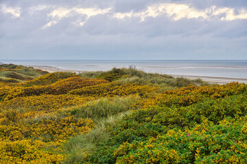 Fototapeta na wymiar on the coast of Blåvand Denmark. View over the dunes. In autumn everything