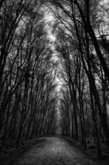 If you go down in the woods today