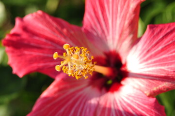 石垣島バンナ公園のハイビスカス