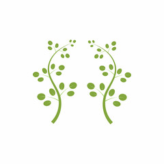 Moringa leaf logo illustration vector design