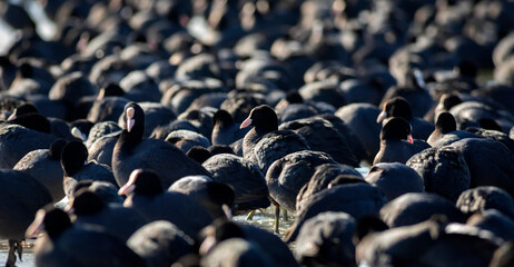 Lake and birds. Eurasian Coot. Nature background. Bird: Eurasian Coot (Fulica atra).