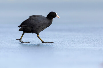 Lake and birds. Eurasian Coot. Nature background. Bird: Eurasian Coot (Fulica atra).