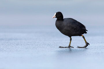 Lake and birds. Eurasian Coot. Nature background. Bird: Eurasian Coot (Fulica atra).