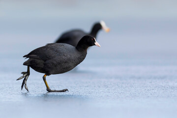 Lake and birds. Eurasian Coot. Nature background. Bird: Eurasian Coot (Fulica atra).