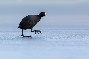 Lake and birds. Eurasian Coot. Nature background. Bird: Eurasian Coot (Fulica atra).