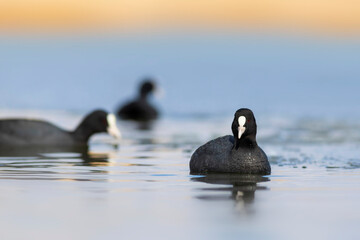Lake and birds. Eurasian Coot. Nature background. Bird: Eurasian Coot (Fulica atra).