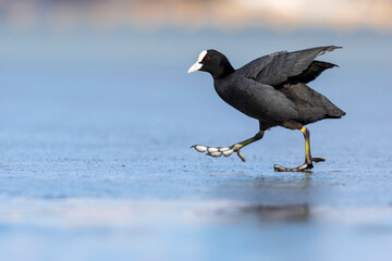 Lake and birds. Eurasian Coot. Nature background. Bird: Eurasian Coot (Fulica atra).