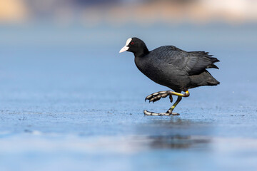 Lake and birds. Eurasian Coot. Nature background. Bird: Eurasian Coot (Fulica atra).