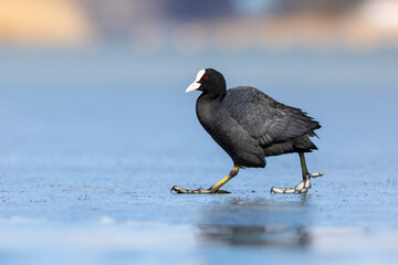 Lake and birds. Eurasian Coot. Nature background. Bird: Eurasian Coot (Fulica atra).