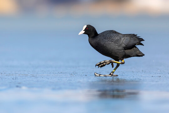 Lake and birds. Eurasian Coot. Nature background. Bird: Eurasian Coot (Fulica atra).