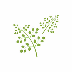Moringa leaf logo illustration vector design