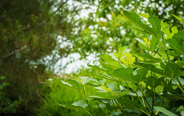 Fototapeta na wymiar Leaves of common fig Ficus carica on a blurred background of green leaves. Nature concept for design