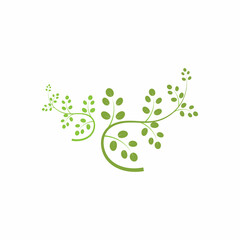 Moringa leaf logo illustration vector design