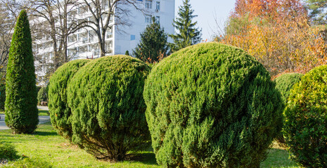 Topiary art of juniper on the autumn city street. Formed evergreens in resort area of Goryachiy Klyuch. Krasnodar region. Nature concept for design.