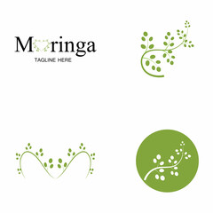 Moringa leaf logo illustration vector design
