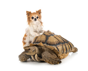 African spurred tortoise and chihuahua in studio