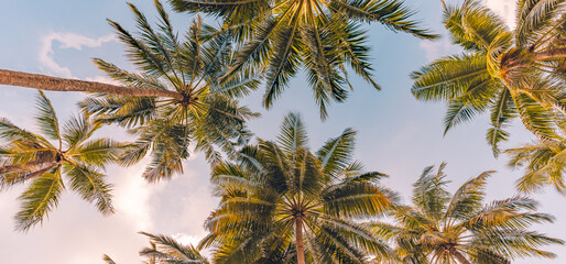 Obraz premium Copy space of tropical palm trees with sunset light on sky background. Tropical island beach, low point of view, inspirational motivational, happy relaxing vibes. Exotic nature landscape