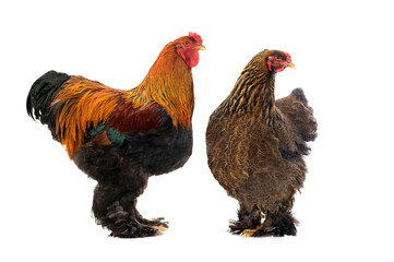 rooster and hen Brahma isolated on white background