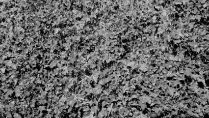 壁の草 Grass on the wall