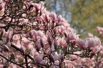 beautiful pink magnolia flowers In a Park or Garden