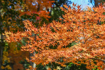 犬山、寂光院（もみじ寺）の紅葉