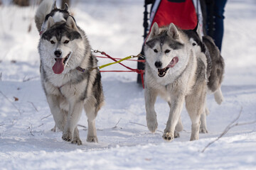 Husky dogs in harness. Husky in winter. 