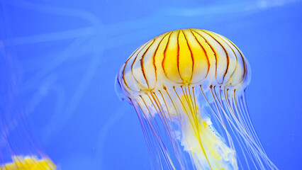 Jellyfish dance/La danse de la méduse