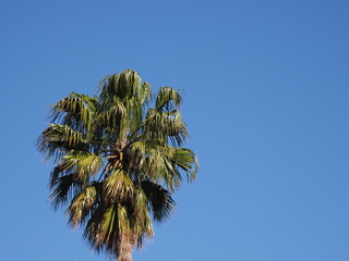 Fototapeta premium Crown of palm tree in african Chefchaouen town in Morocco
