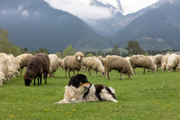 Guardian dog with sheep. 