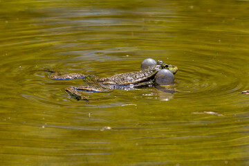 Common frog, Rana temporaria, single reptile croaking in water