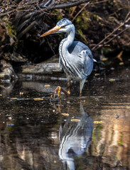 Grey heron, Ardea cinerea, a massive gray bird wading through a flat lake searching for fish