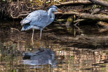 While fishing in the moving water a grey heron, Ardea cinerea successfully caught a fish.