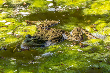 Common frog, Rana temporaria, single reptile croaking in water