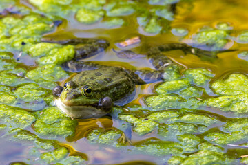 Common frog, Rana temporaria, single reptile croaking in water
