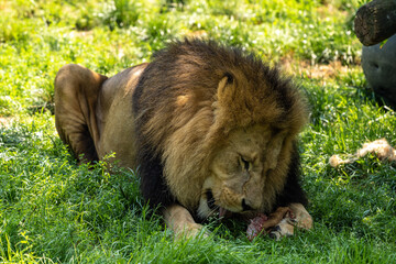 The lion, Panthera leo is one of the four big cats in the genus Panthera