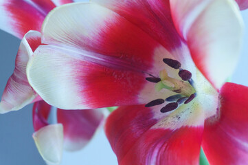 bouquet of tulips close-up