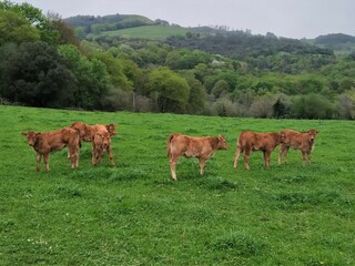 Naklejka na ściany i meble Calves grazing in a green pasture 