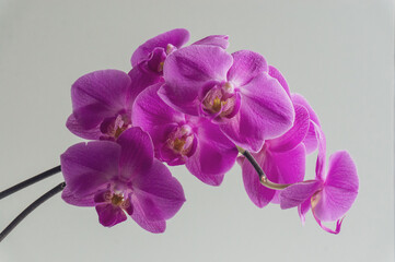 purple orchid flower on a light background