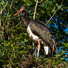 Black stork, Ciconia nigra in a german nature park