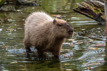 Naklejka premium Capybara, Hydrochoerus hydrochaeris grazing on fresh green grass