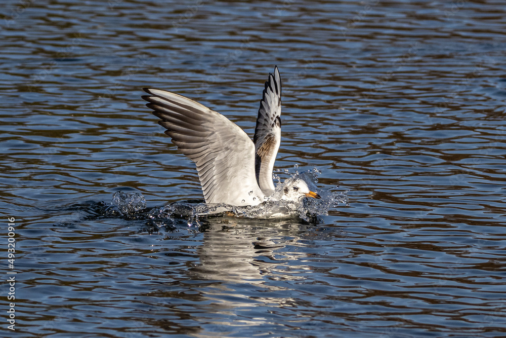 Wall mural The European Herring Gull, Larus argentatus is a large gull