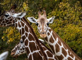 The giraffe, Giraffa camelopardalis is an African mammal