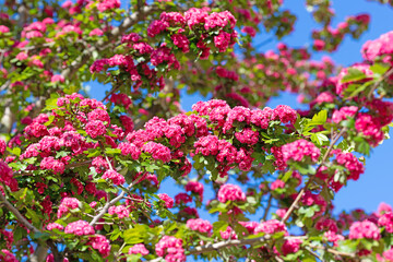 Blühender Rotdorn , Crataegus laevigata, im Frühling