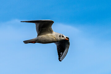 The European Herring Gull, Larus argentatus is a large gull