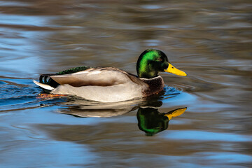 Wild duck or mallard, Anas platyrhynchos swimming in a lake