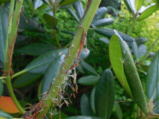 Evergreen rhododendron in the summer. Interesting shot. On the young shoot, the seeds (parachutes) of a dandelion (weed plant) that flew through the air stuck.