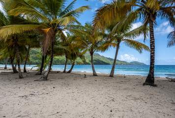 tropical landscape with sandy beach boat and palm trees in Dominican Republic 