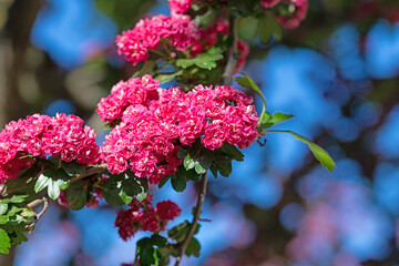 Blühender Rotdorn , Crataegus laevigata, im Frühling