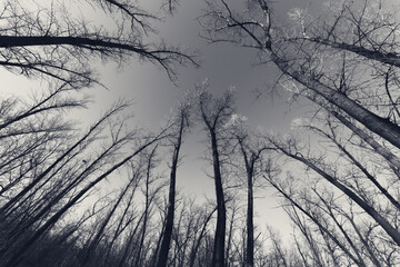 Black and white retro toned image. Autumn abstract forest